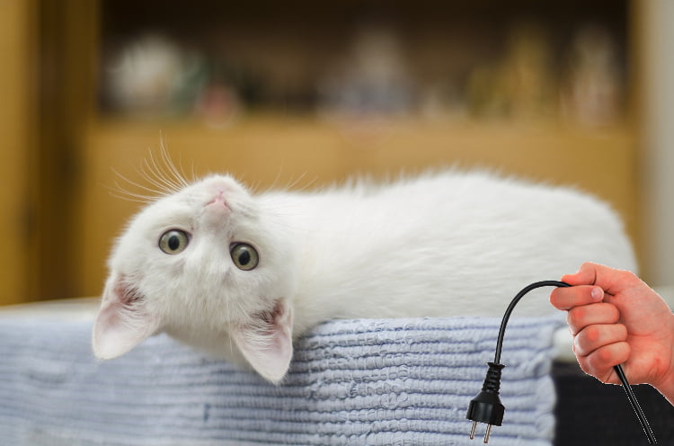 cat keeps chewing on plastic